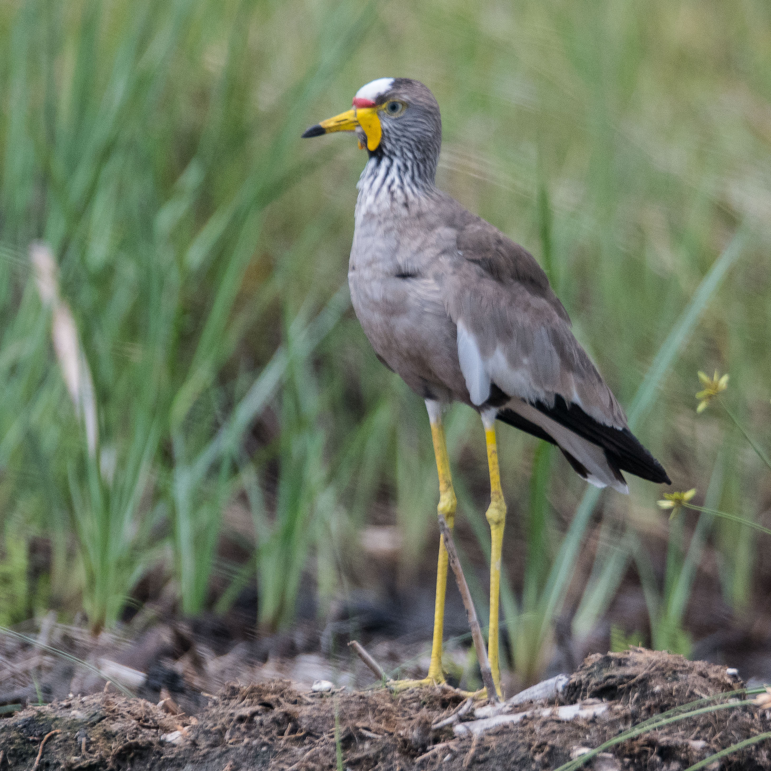 Vanneau du Sénégal (African wattled lapwing, Vanellus Senegallus), adulte sur la berge du Magweggana spillway, North-west district, Botswana.